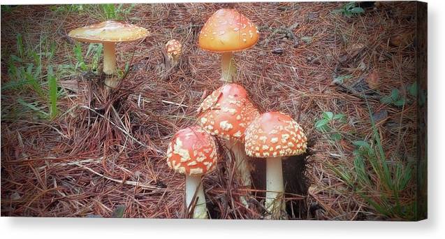 Woodland fairy lookout - Canvas Print